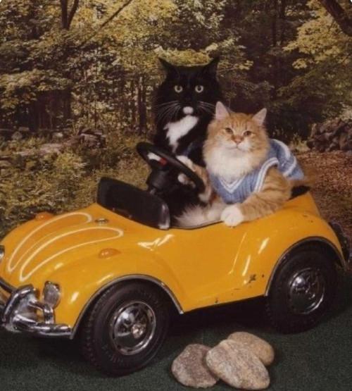 cats-in-car.jpg