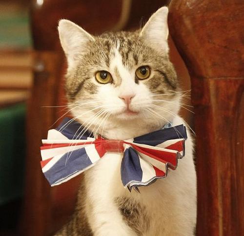british-cat.jpg