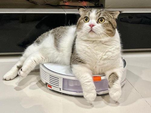 vacum-cat.jpeg