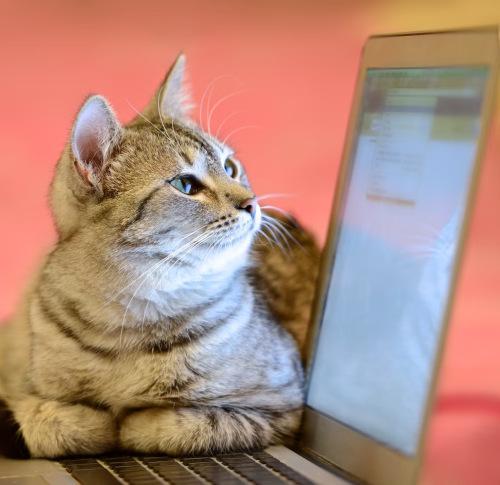 pixel-cat.jpg