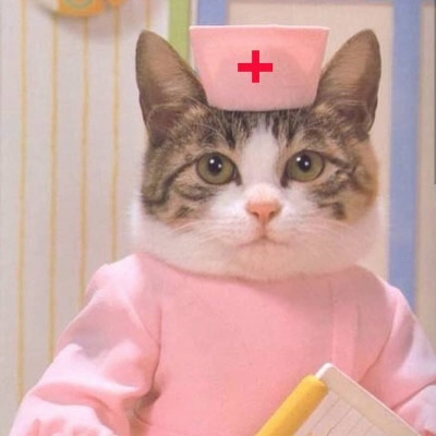 Cat nurse