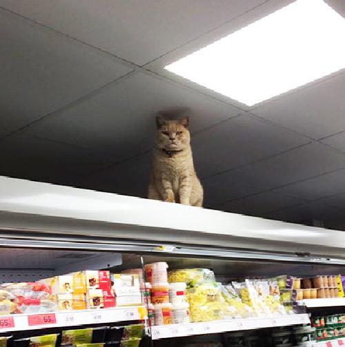 commerce-cat.jpg
