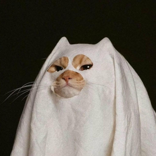 Ghost cat