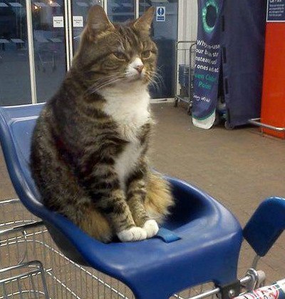 Shop cat
